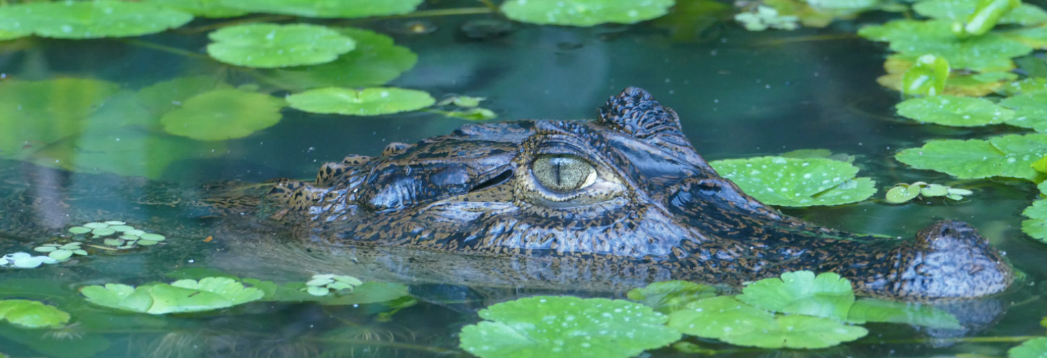 Caiman, Tortuguero