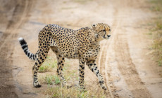 Cheetah, Khaya Ndlovu, Kruger