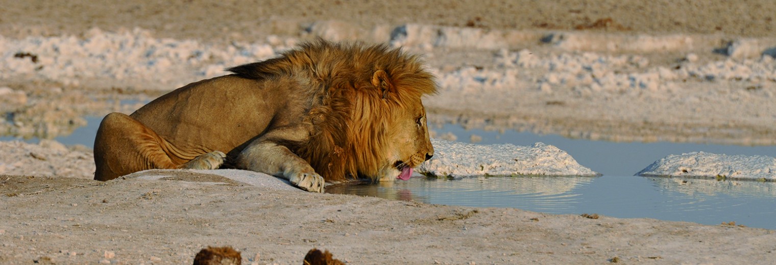 Lion drinking, Etosha, Namibia