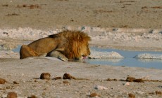 Lion drinking, Etosha, Namibia