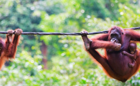 Orangutans