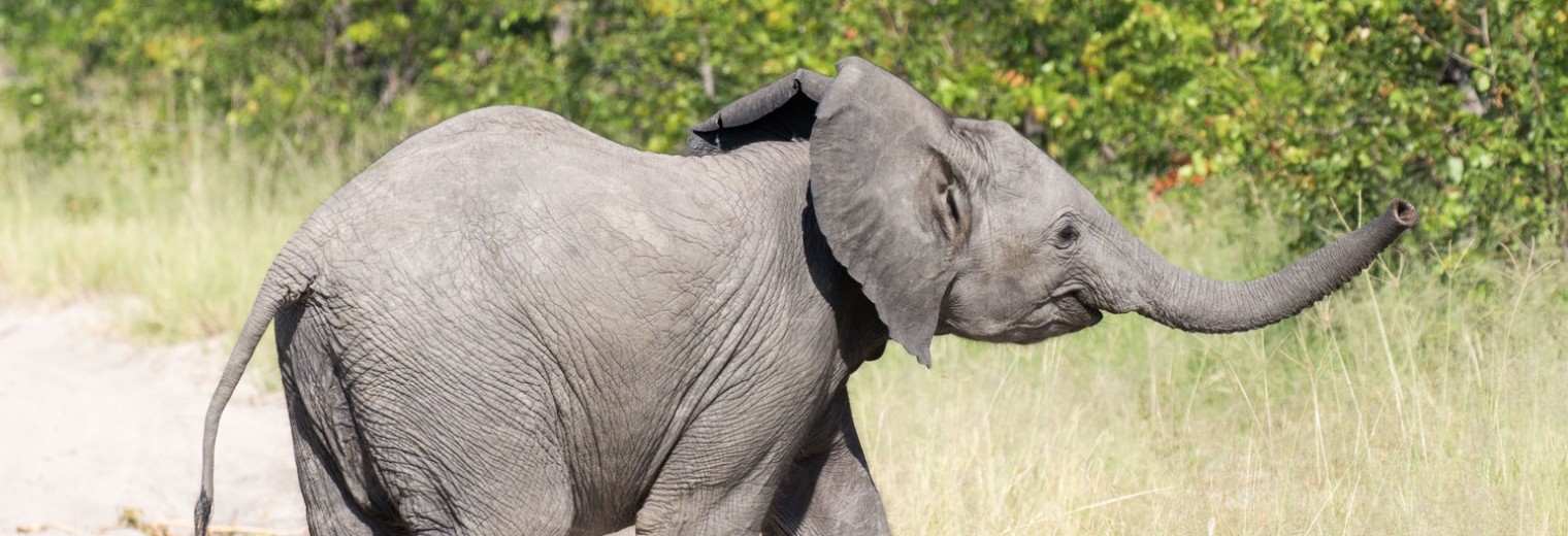 Elephant, Okavango, Botswana