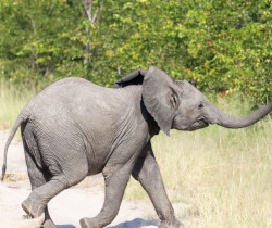 Elephant, Okavango, Botswana Elephant, Okavango, Botswana