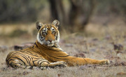 Tiger, Ranthambore National Park, India