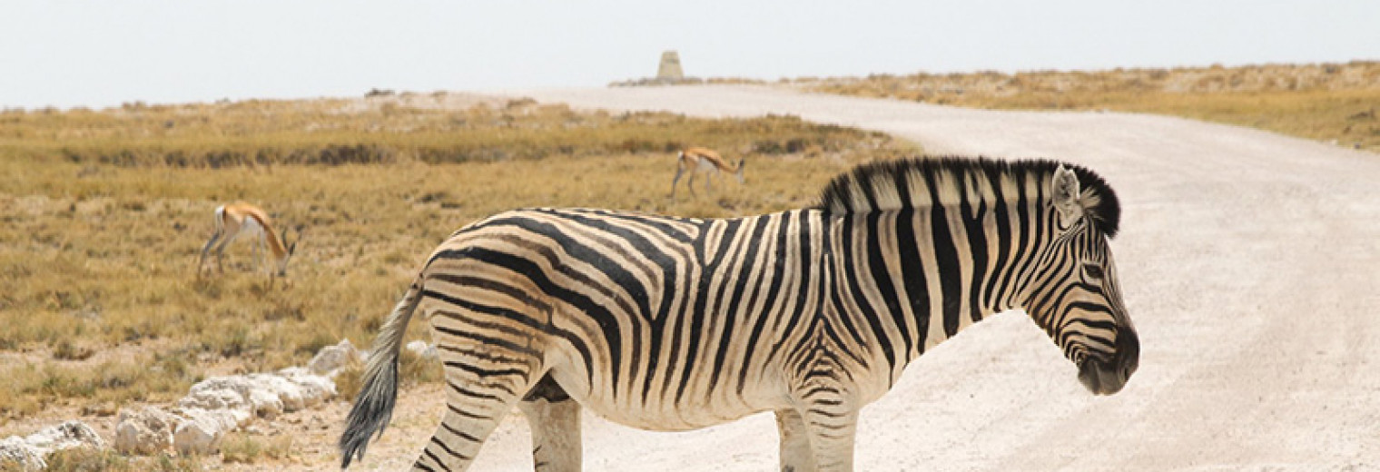 Zebra, Etosha, Namibia