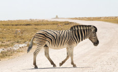 Zebra, Etosha, Namibia