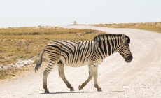 Zebra, Etosha, Namibia