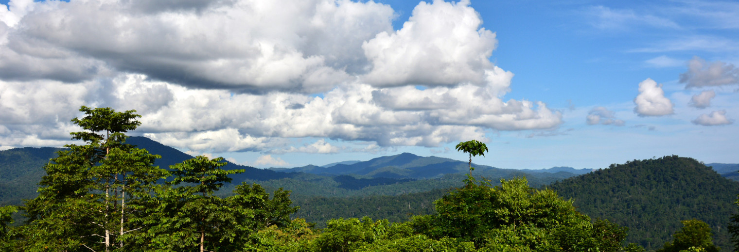 Primary  rainforest,  Danum Valley 
