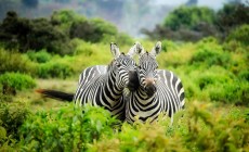 Zebra, Chobe National Park, Botswana