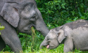 Pygmy elephants, Kinabatangan River