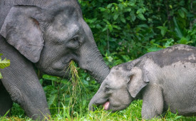Pygmy elephants, Kinabatangan River