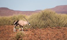 Game Drive, Damaraland