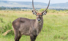 Roan Antelope, Masai Mara, Kenya