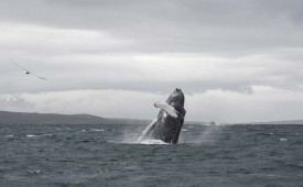 Whale Watching, Akureyri