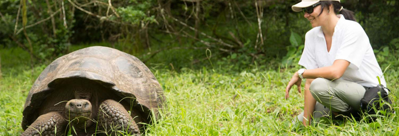 Giant tortoise, Galapagos Islands