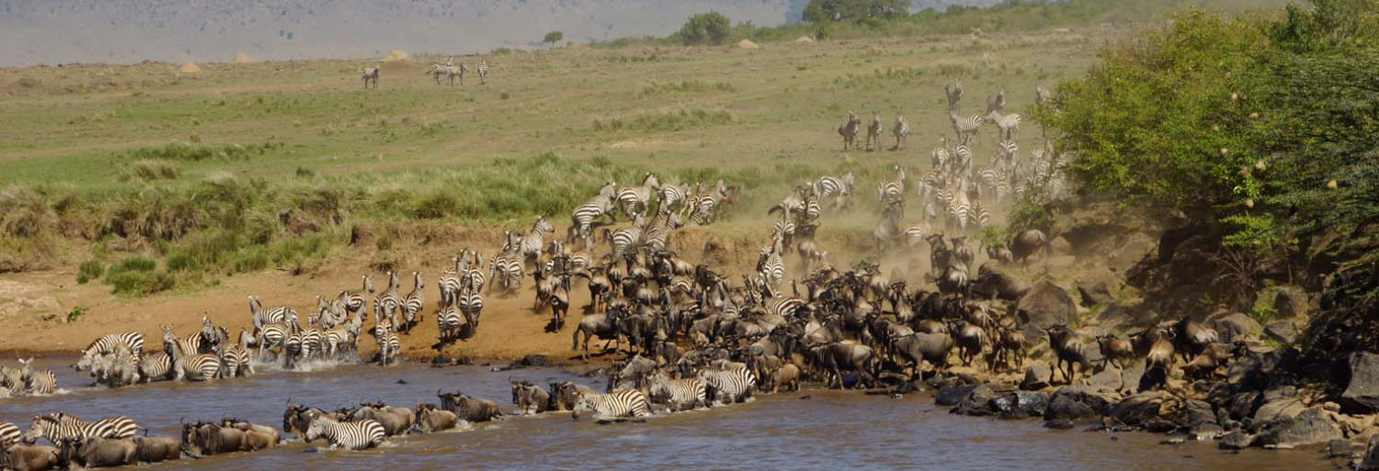 Mara River crossing, Masai Mara, Kenya