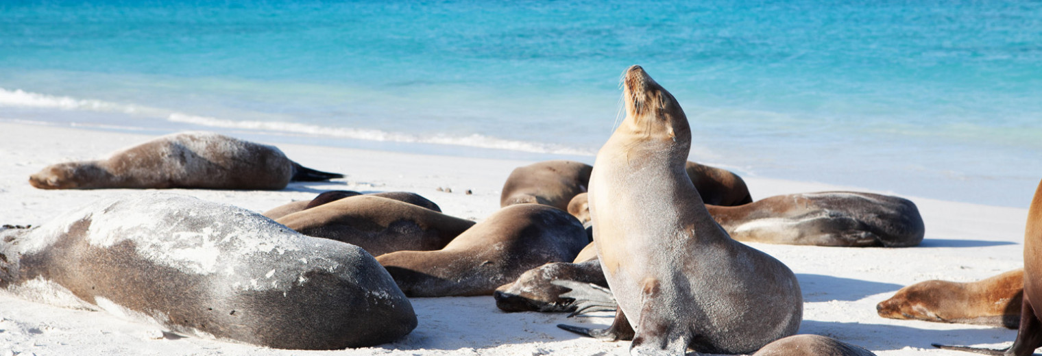 Galapagos Sea Lions, Galapagos
