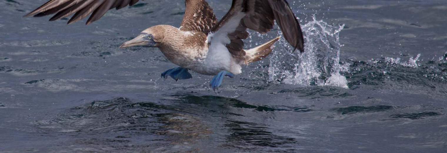 Blue footed booby, Galapagos Islands