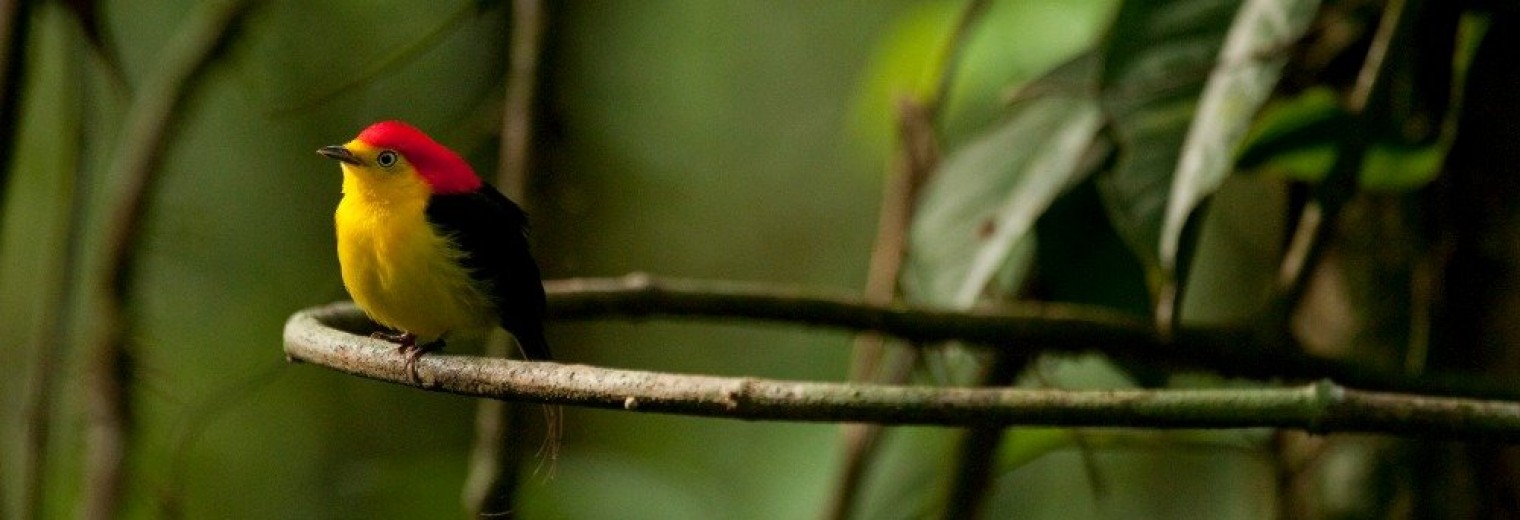 Little bird, Ecuadorian Amazon