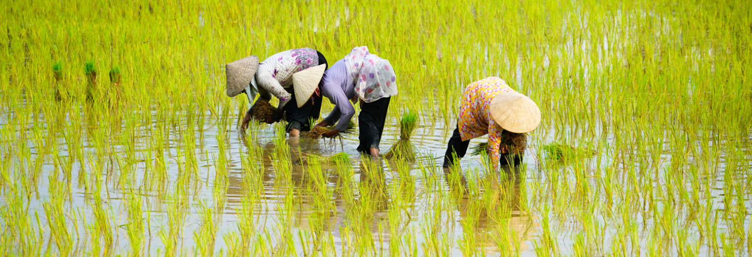 Paddy workers