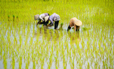 Paddy workers