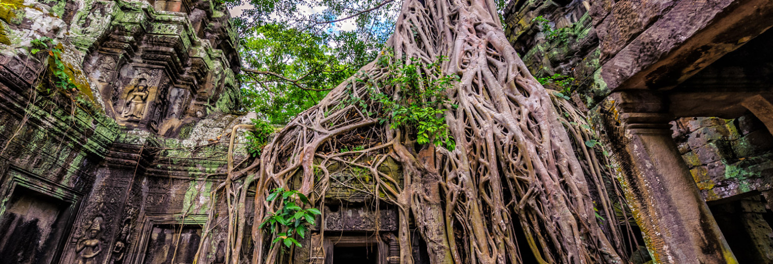 Ta Prohm Temple, Angkor