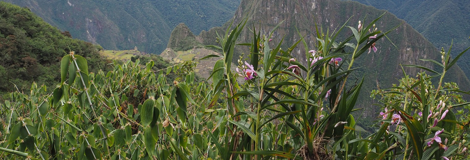 Day 4, Inca Trail, Peru