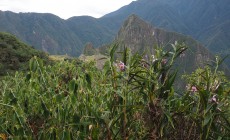 Day 4, Inca Trail, Peru