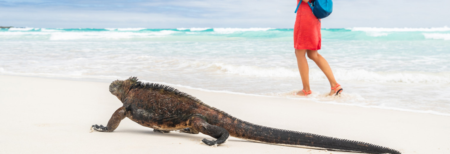 Marine Iguana, Galapagos Islands