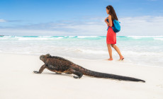 Marine Iguana, Galapagos Islands