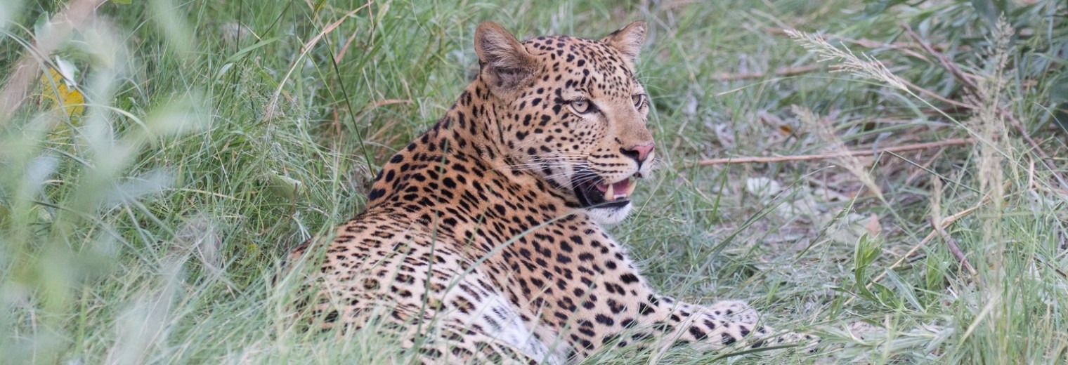 Leopard, Okavango Delta, Botswana