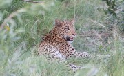 Leopard, Okavango Delta, Botswana