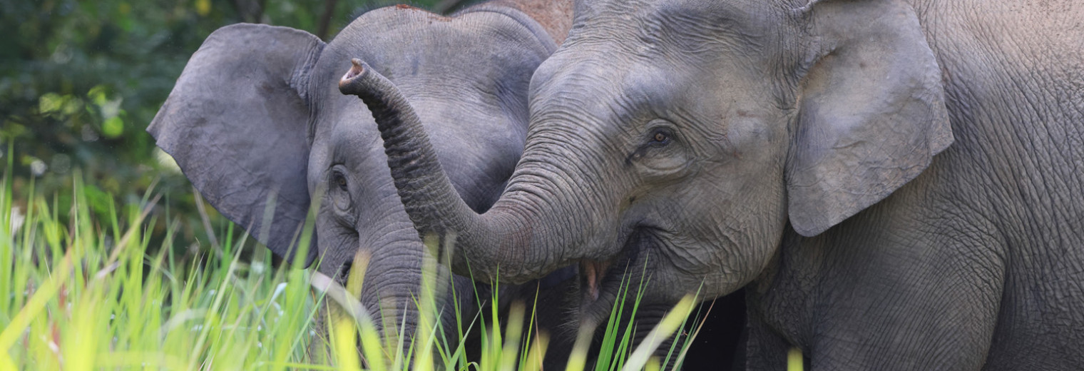 Pygmy Elephants, Borneo