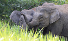 Pygmy Elephants, Borneo
