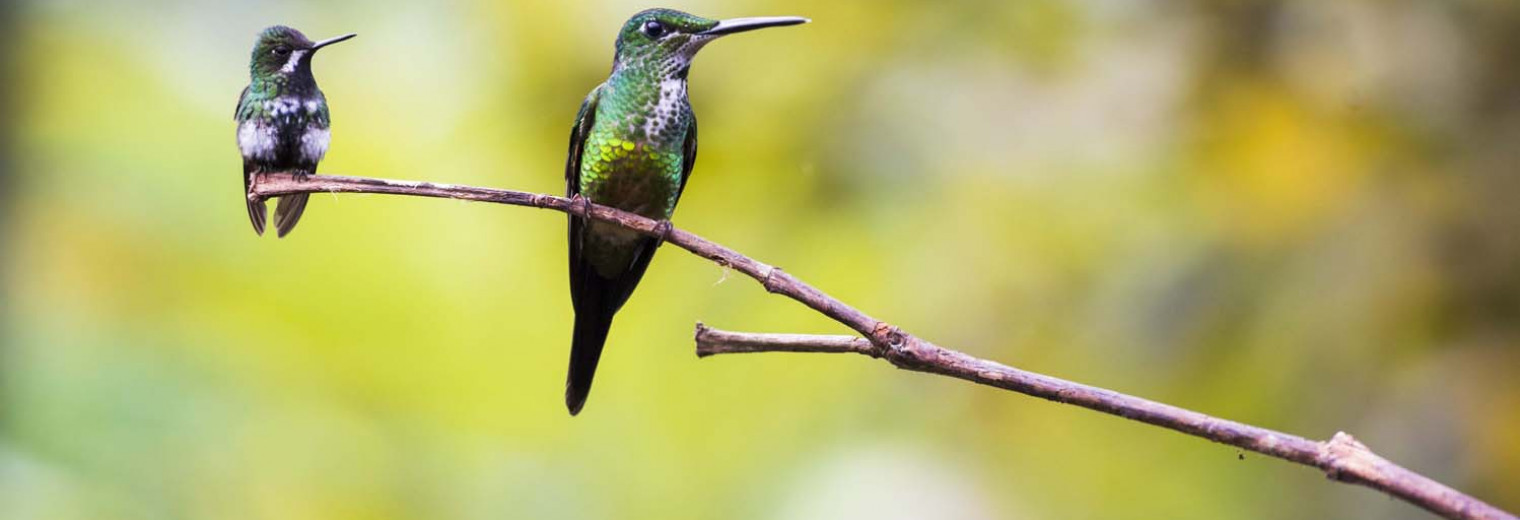 Hummingbird, Mashpi Lodge, Choco Cloud Forest, Ecuador