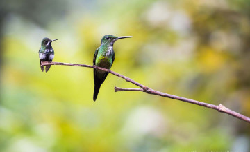 Hummingbird, Mashpi Lodge, Choco Cloud Forest, Ecuador