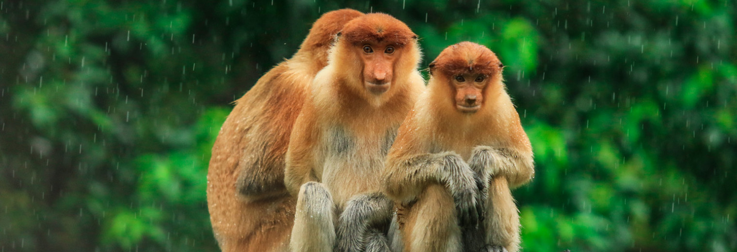 Proboscis Monkeys, Borneo