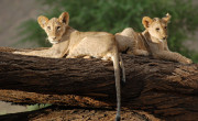 Lions, Samburu National Reserve, Kenya
