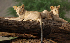 Lions, Samburu National Reserve, Kenya