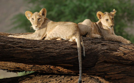 Lions, Samburu National Reserve, Kenya