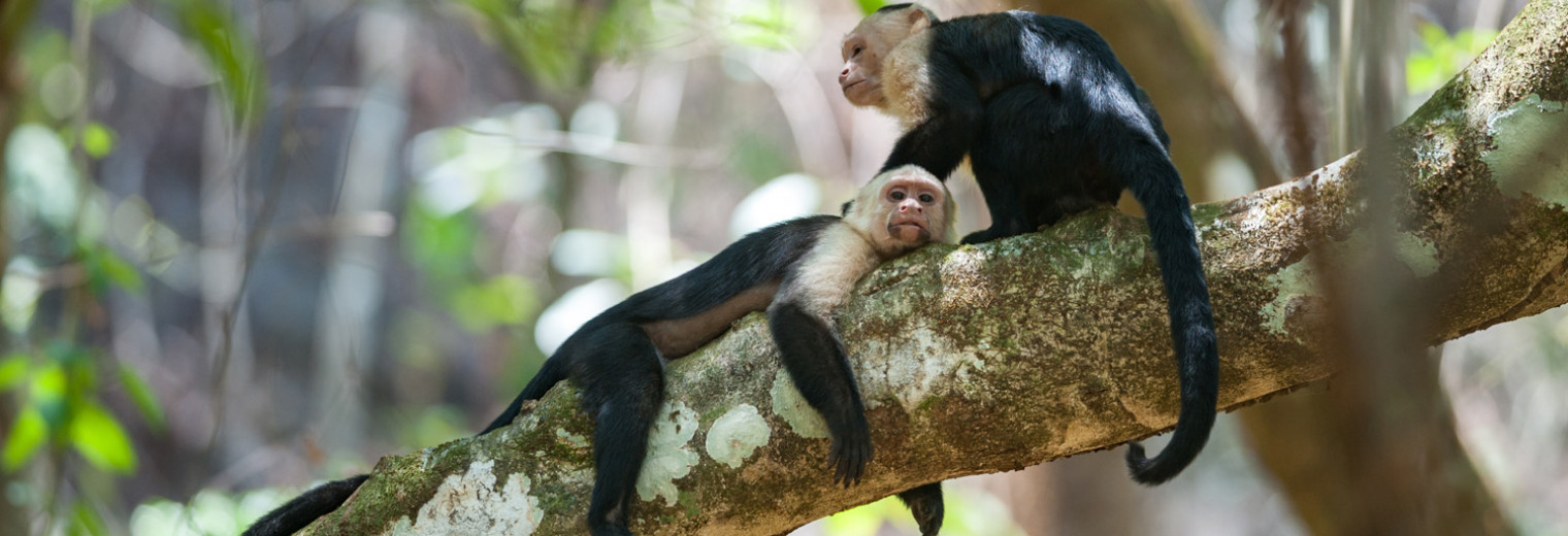 White-Faced Capuchins, Corcovado