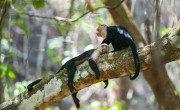 White-Faced Capuchins, Corcovado