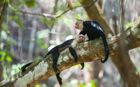 White-Faced Capuchins, Corcovado