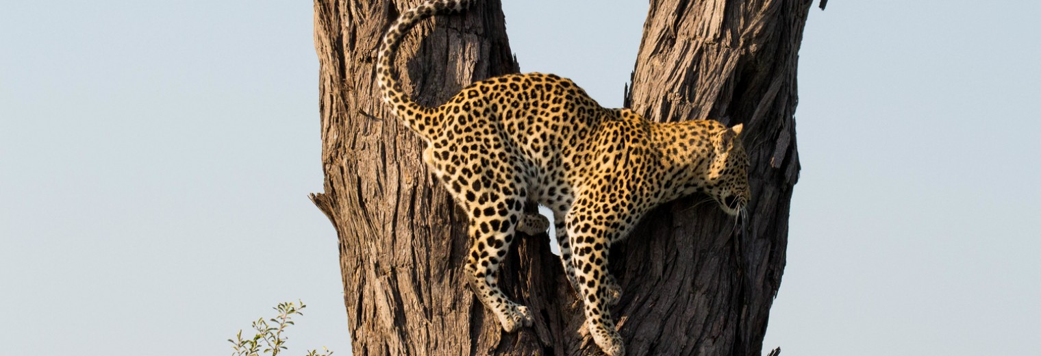 Leopard in tree, Okavango, Botswana