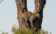 Leopard in tree, Okavango, Botswana