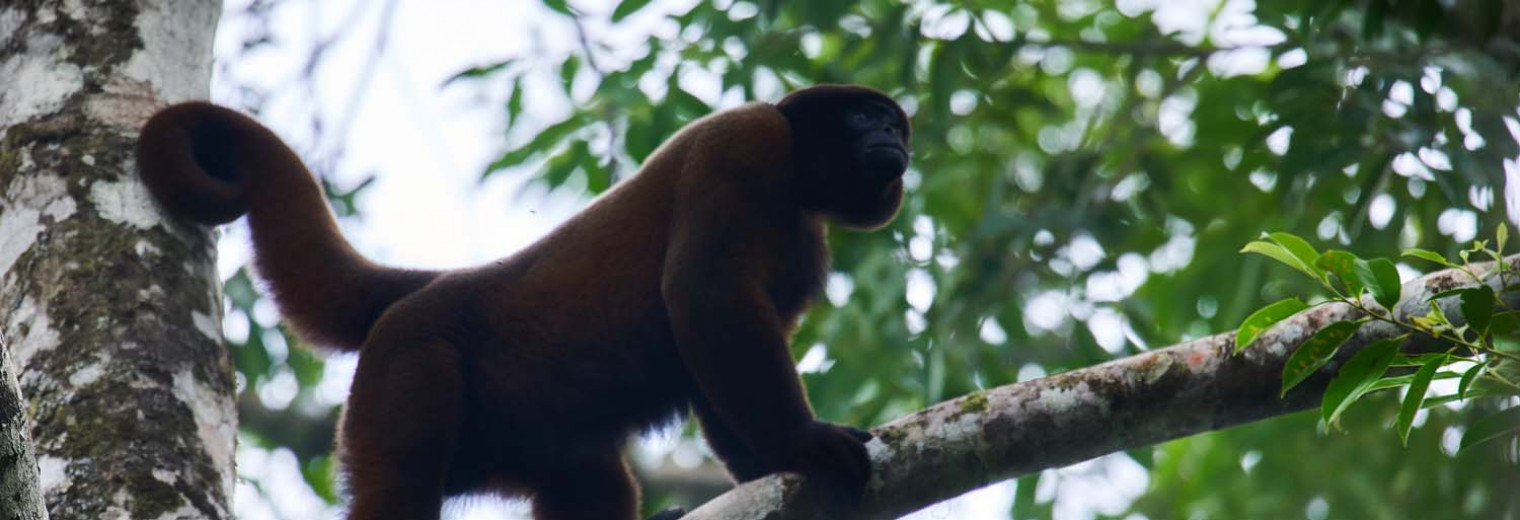 Woolly monkey, Amazon Jungle, Ecuador