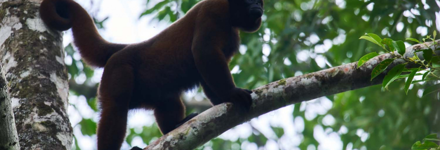 Woolly monkey, Amazon Jungle, Ecuador