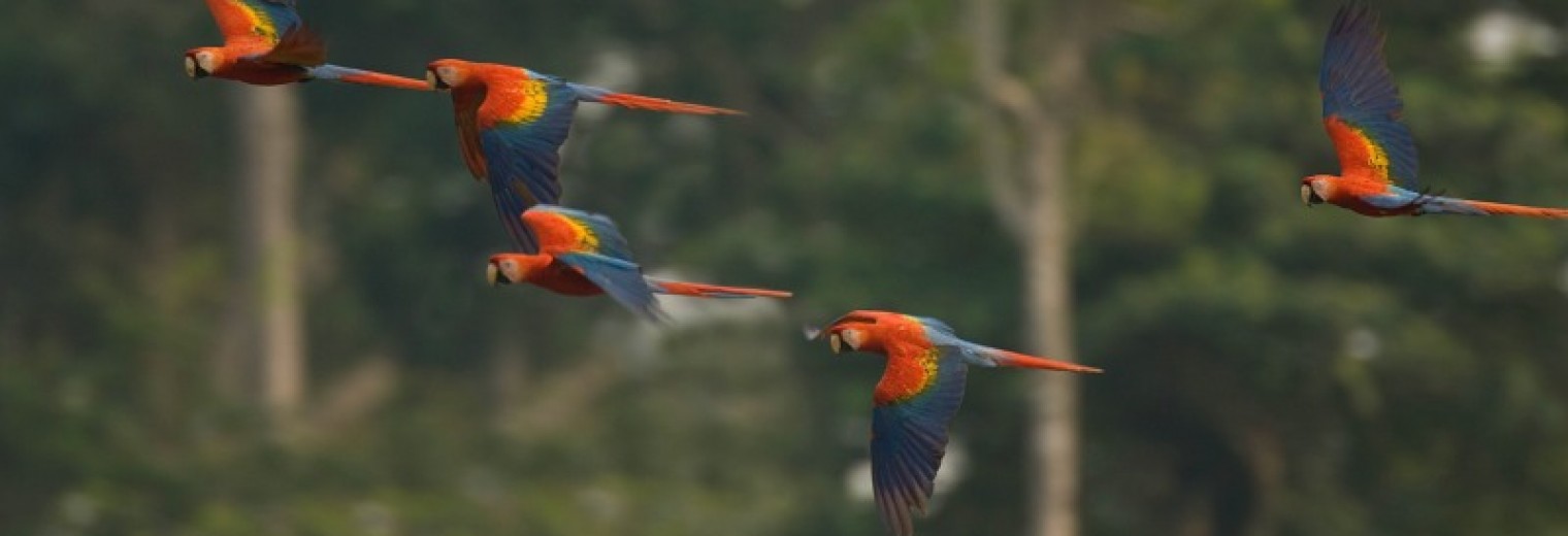 Macaws, Amazon Jungle
