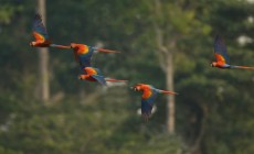 Macaws, Amazon Jungle