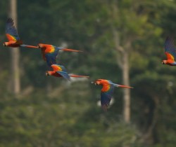 Macaws, Amazon Jungle Macaws, Amazon Jungle